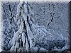DSC09375.JPG